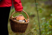 Грибы в рационе взрослого человека: рекомендации диетолога для здорового питания