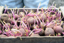 Безопасность потребления старого картофеля: что нужно знать казахстанцам